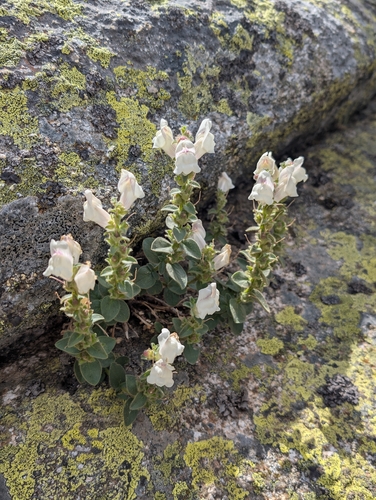 Antirrhinum grosii (Antirrhinum grosii)