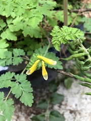 Corydalis heterocarpa