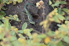 Urosaurus clarionensis