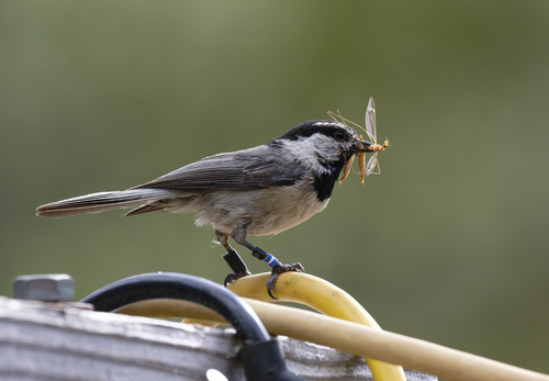 iNaturalist observation photo of Mountain Chickadee