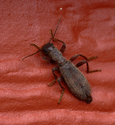 iNaturalist observation photo of Beetles