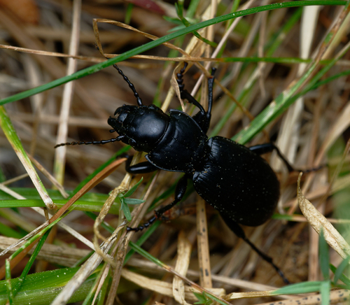 iNaturalist observation photo of Blackclock Ground Beetles