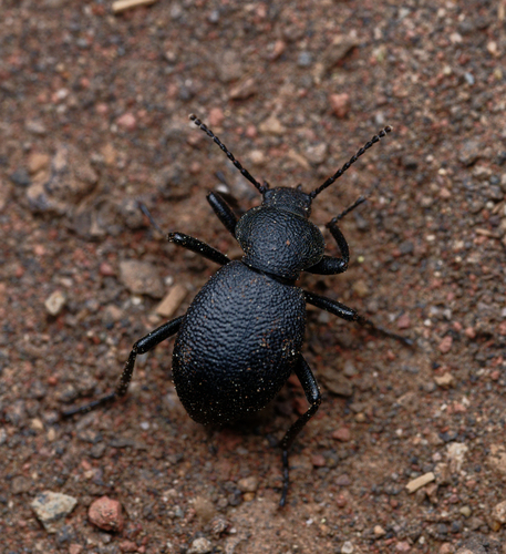 iNaturalist observation photo of Eleodes cordata