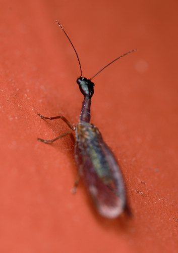 iNaturalist observation photo of Common Snakeflies