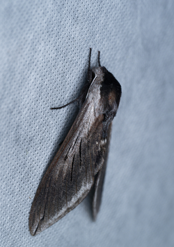 iNaturalist observation photo of Elegant Sphinx