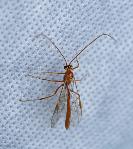 iNaturalist observation photo of Short-tailed Ichneumonid Wasps