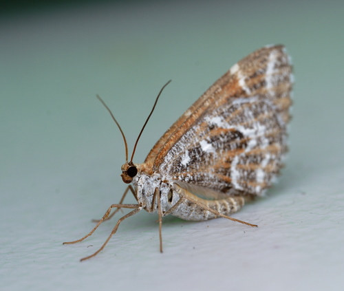 iNaturalist observation photo of Stamnodes marmorata