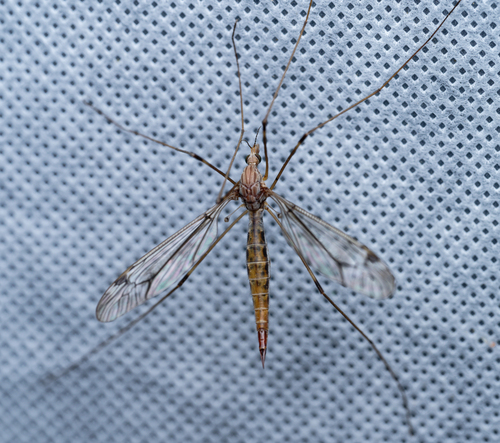 iNaturalist observation photo of Common Crane Flies