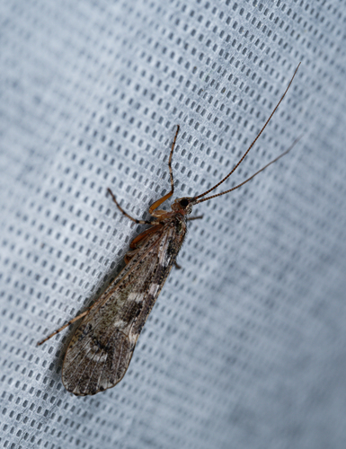 iNaturalist observation photo of Caddisflies