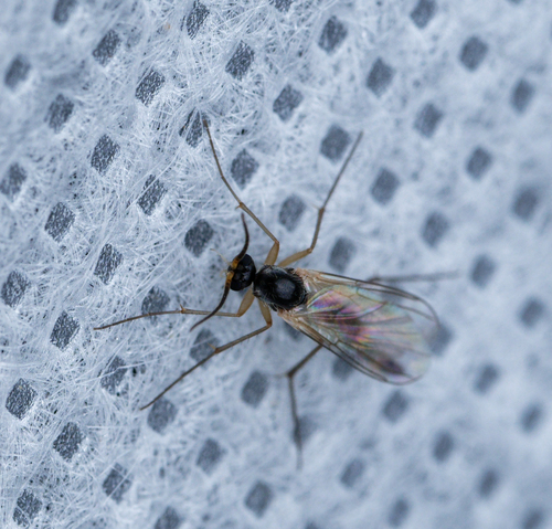 iNaturalist observation photo of Fungus Gnats and Gall Midges