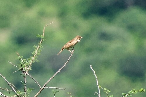 Friedmann's Lark (Mirafra pulpa), photo 2
