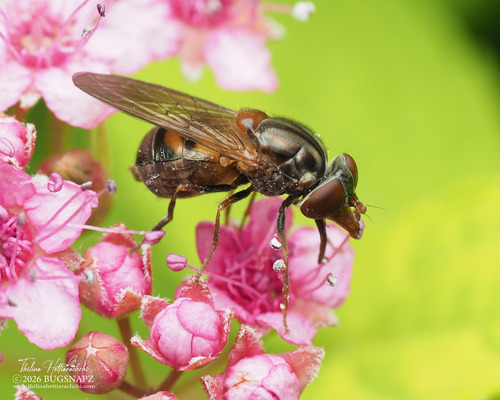 Photograph of American Snout Fly