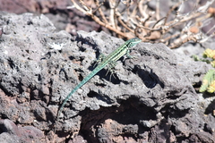 Urosaurus clarionensis