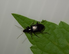 Agonum punctiforme