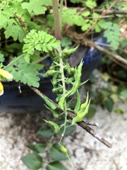 Corydalis heterocarpa