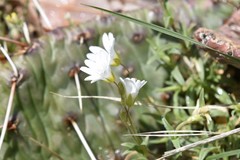 Cerastium arvense strictum