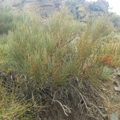 Ephedra equisetina, photograph (c) Alexander Dubynin, some rights reserved (CC BY)