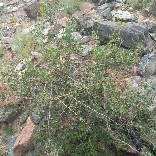 Atraphaxis pyrifolia, photograph 2