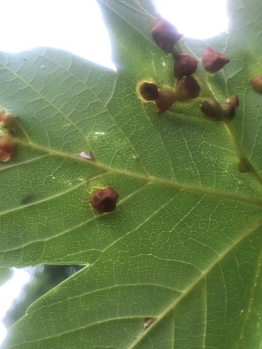 Maple gall wasp