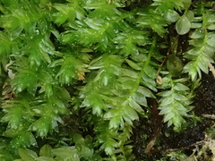 Plagiothecium nemorale