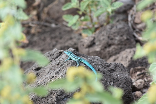 Clarión Tree Lizard