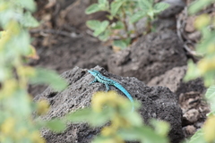 Urosaurus clarionensis