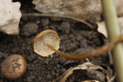 Strobilurus stephanocystis