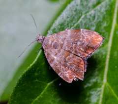 Choreutis achyrodes
