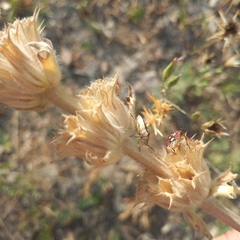 Phlomoides speciosa, photograph (c) Alexander Dubynin, some rights reserved (CC BY)