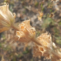 Phlomoides speciosa, photograph (c) Alexander Dubynin, some rights reserved (CC BY)