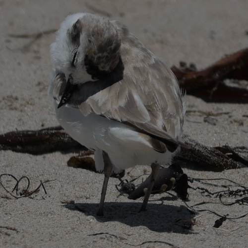 iNaturalist observation photo of Snowy Plover