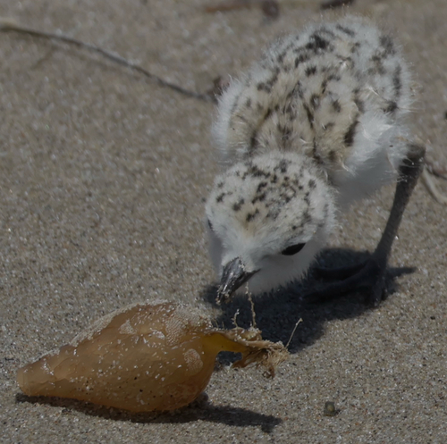 iNaturalist observation photo of Snowy Plover
