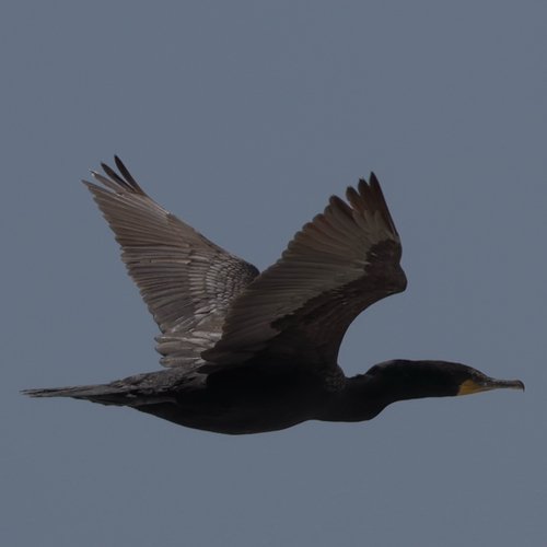 iNaturalist observation photo of Double-crested Cormorant
