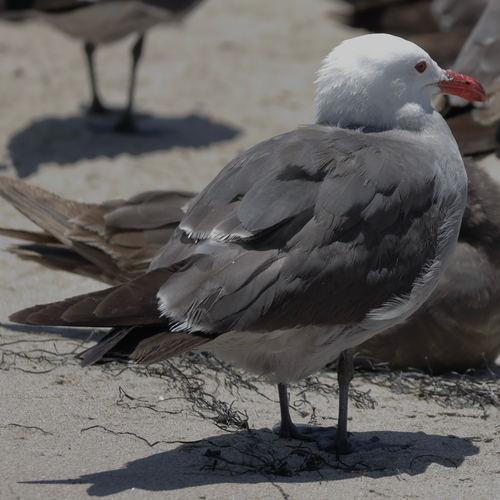 iNaturalist observation photo of Heermann's Gull