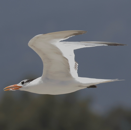 iNaturalist observation photo of Royal Tern