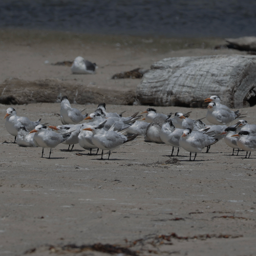 iNaturalist observation photo of Royal Tern