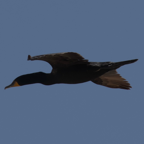 iNaturalist observation photo of Double-crested Cormorant