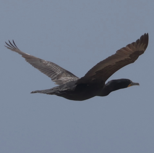 iNaturalist observation photo of Double-crested Cormorant
