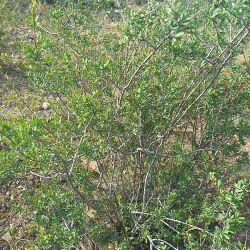 Spiraea hypericifolia, photograph 6