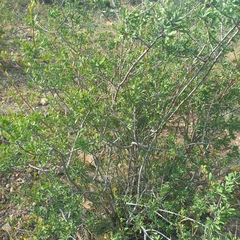 Spiraea hypericifolia, photograph (c) Alexander Dubynin, some rights reserved (CC BY)