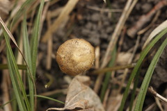 Strobilurus stephanocystis