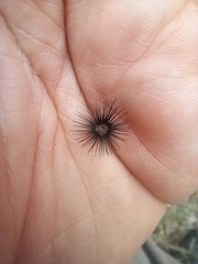 Crupina vulgaris