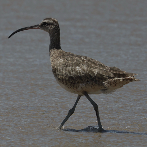 iNaturalist observation photo of Hudsonian Whimbrel
