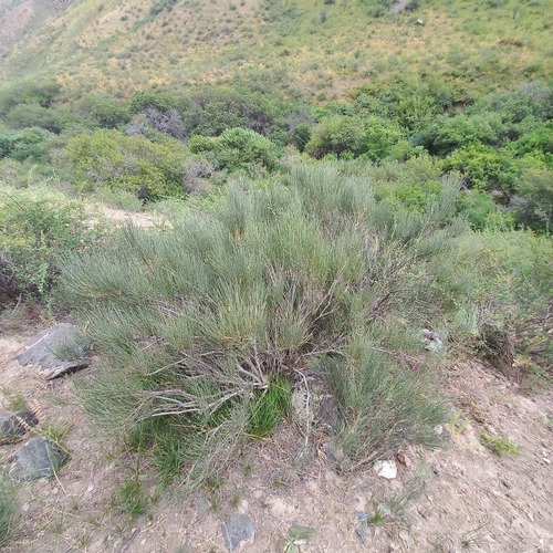 Ephedra equisetina, photograph 2