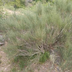 Ephedra equisetina, photograph (c) Alexander Dubynin, some rights reserved (CC BY)