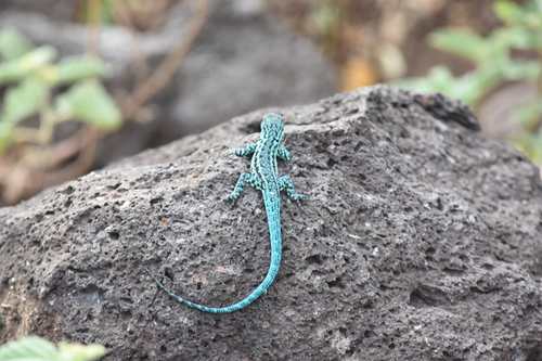 Clarión Tree Lizard