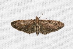 Eupithecia abbreviata