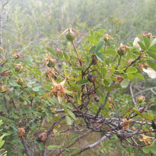 Rosa platyacantha, photograph 1