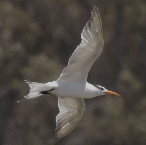 iNaturalist observation photo of Royal Tern
