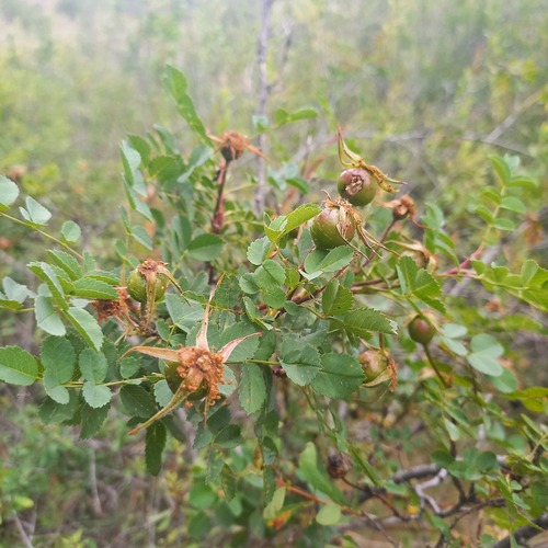 Rosa platyacantha, photograph 2